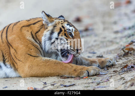 Bijrani Tigerin Portrait bei Jim Corbett Nationalpark, Indien. (Panthera Tigris) Stockfoto