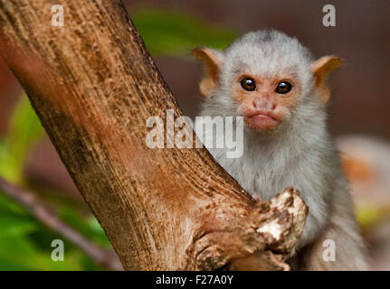 Baby silbrig Marmoset (Mico Argentatus) Stockfoto