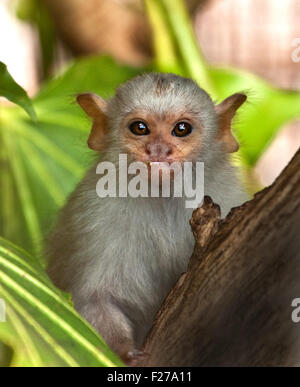 Baby silbrig Marmoset (Mico Argentatus) Stockfoto