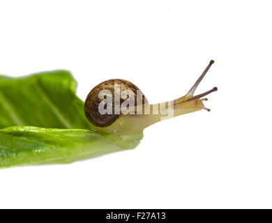 Baby-Garten-Schnecke (Helix Aspersa/Cornu Aspersum), ca. 3 Wochen alt Stockfoto