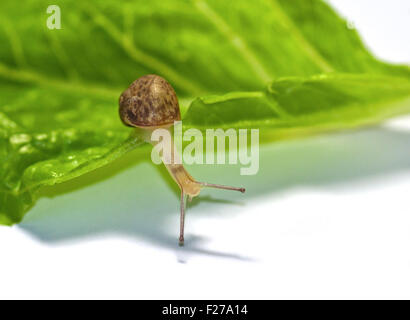 Baby-Garten-Schnecke (Helix Aspersa/Cornu Aspersum), ca. 3 Wochen alt Stockfoto