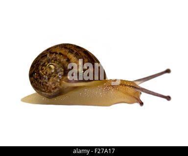 Baby-Garten-Schnecke (Helix Aspersa/Cornu Aspersum), ca. 3 Wochen alt Stockfoto