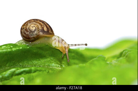 Baby-Garten-Schnecke (Helix Aspersa/Cornu Aspersum), ca. 3 Wochen alt Stockfoto