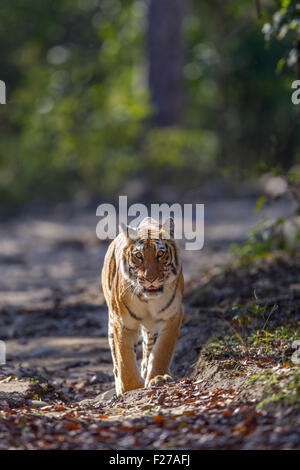 Eine bengalische Tigerin schlich in den Wald von Jim Corbett Nationalpark, Indien. (Panthera Tigris) Stockfoto