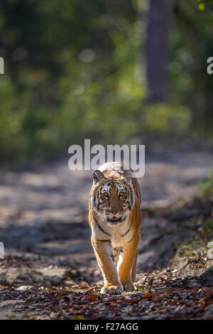 Eine bengalische Tigerin schlich in den Wald von Jim Corbett Nationalpark, Indien. (Panthera Tigris) Stockfoto