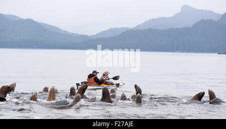 Steller Seelöwen und Kajakfahrer, Frederick Sound, Alaska. Stockfoto