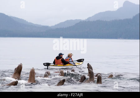 Steller Seelöwen und Kajakfahrer, Frederick Sound, Alaska. Stockfoto