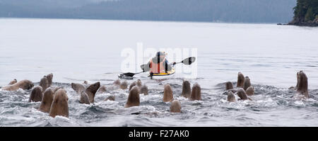 Steller Seelöwen und Kajakfahrer, Frederick Sound, Alaska. Stockfoto