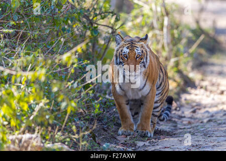 Eine bengalische Tigerin Kennzeichnung Gebiet im Wald von Jim Corbett Nationalpark, Indien. (Panthera Tigris) Stockfoto