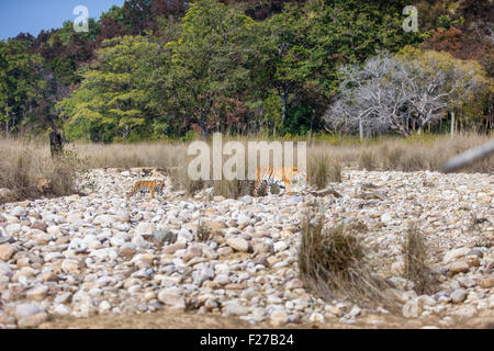 Bengalische Tigerin Familie mit ihren Jungen auf einem Flussbett in Jim Corbett Nationalpark, Indien [Panthera Tigris] Stockfoto