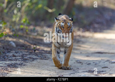 Eine bengalische Tigerin schlich in den Wald von Jim Corbett Nationalpark, Indien. (Panthera Tigris) Stockfoto