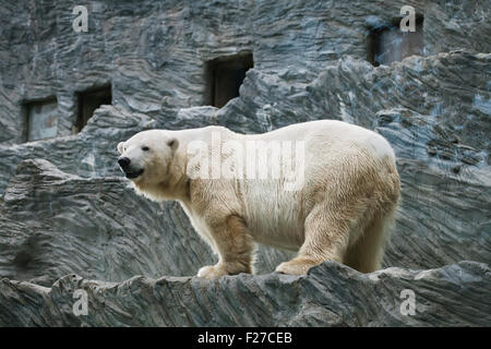 Ein großer Eisbär im zoo Stockfoto