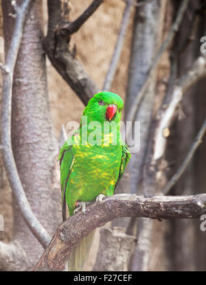 Scaly-breasted Lorikeet (Trichoglossus Chlorolepidotus) in einem zoo Stockfoto