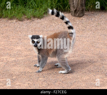 Lemur auf einem Wanderweg in einem zoo Stockfoto