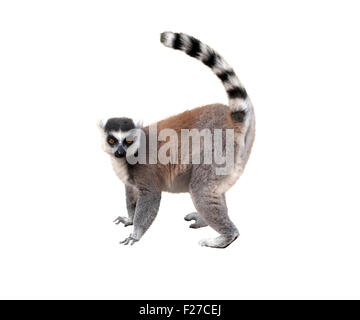 Lemur, Höhenplan, isoliert auf weißem Hintergrund Stockfoto