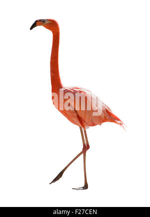 Rote Flamingo voller Länge auf weißem Hintergrund Stockfoto