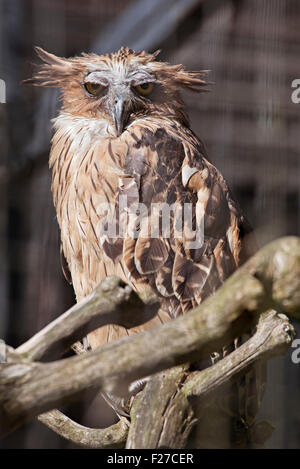 Buffy Fisch-Eule (Ketupa Ketupu) in einem zoo Stockfoto