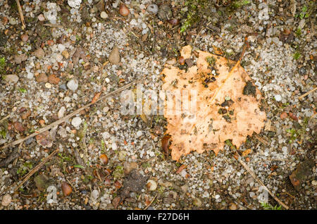 Birken Sie-Blatt am Boden Stockfoto