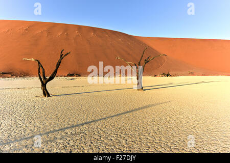 Dead Vlei im südlichen Teil der Namib-Wüste, in der Namib-Naukluft Nationalpark Namibias. Stockfoto