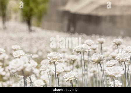 Weiße Blume Garten, Dongdaemun Geschichte & Kulturpark, Dongdaemun Design Plaza, Seoul, Südkorea. Stockfoto