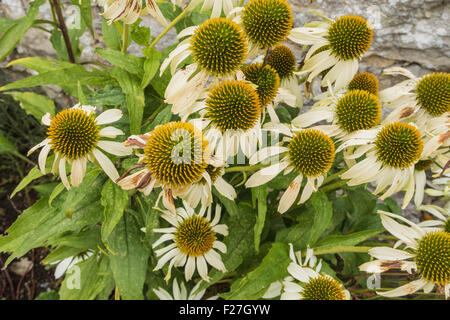 Eine Nahaufnahme von Echinacea Purpurea auch bekannt als weißer Schwan Stockfoto