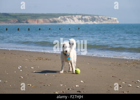 Ein Parson Russell Terrier mit einem Tennisball am Strand am See auf der Isle Of Wight, UK Stockfoto