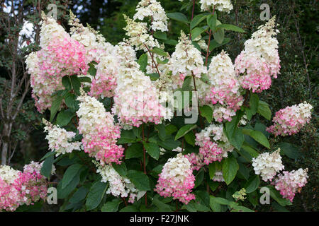 Die großen Rispen Laub Hydrangea Paniculata fortschreitender Herbst "Pinky Winky" reif, um eine reiche rosa Stockfoto