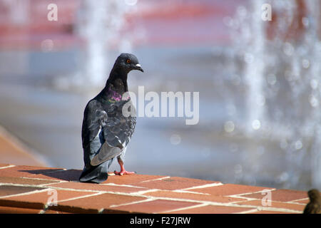 Eine Taube thront auf einer Mauer an einem Brunnen in Pensacola Stockfoto