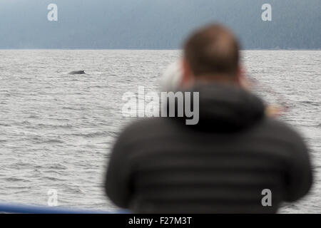 Hotographing ein Buckelwal von einem Boot in Southeast Alaska. Stockfoto