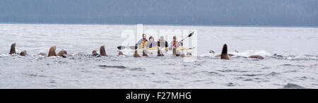 Steller Seelöwen und Kajakfahrer, Frederick Sound, Alaska. Stockfoto