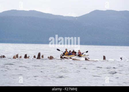 Steller Seelöwen und Kajakfahrer, Frederick Sound, Alaska. Stockfoto