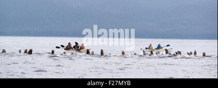 Steller Seelöwen und Kajakfahrer, Frederick Sound, Alaska. Stockfoto