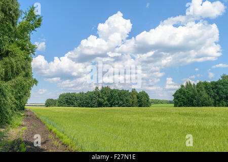 Sommer Tag Landschaft. Feld mit ernten entlang der Waldgürtel unter blauem Himmel mit weißen Wolken Stockfoto