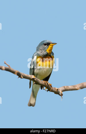 Nördliche Parula Parula Americana Osage Hills State Park, Oklahoma, USA 11 Juli erwachsenen männlichen Parulidae Stockfoto