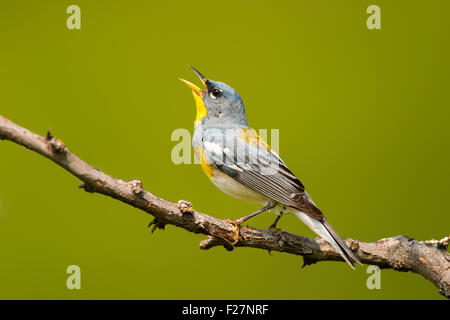 Nördliche Parula Parula Americana Osage Hills State Park, Oklahoma, USA 11 Juli erwachsenen männlichen Parulidae Stockfoto