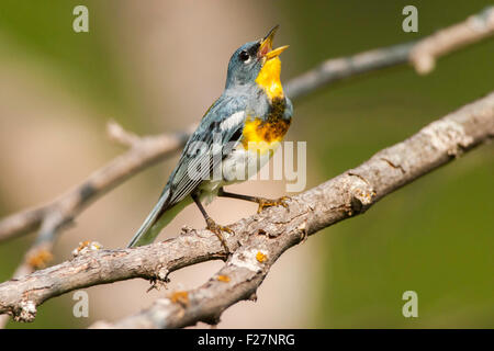 Nördliche Parula Parula Americana Osage Hills State Park, Oklahoma, USA 11 Juli erwachsenen männlichen Parulidae Stockfoto