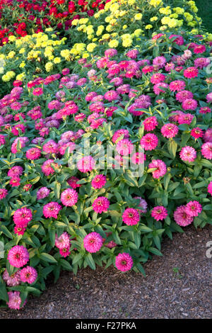 Rosa Zinnie Blumen im Garten mit Mulch und gelben und roten Zinnien im Hintergrund Stockfoto