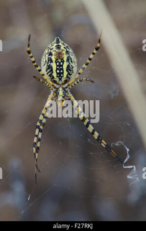 Kreuzspinne (Argiope Trifasciata), Unterseite Erwachsenfrau gebändert.  Vulkane Day Use Area, Petroglyph National Monument. Stockfoto