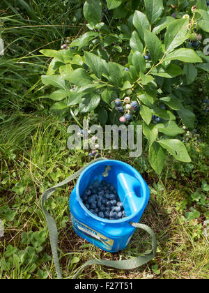 Berry-Eimer (, der Hals hängt für 2 Kommissionierung übergeben) ruht auf dem Boden neben einem Busch voller Heidelbeeren. Stockfoto