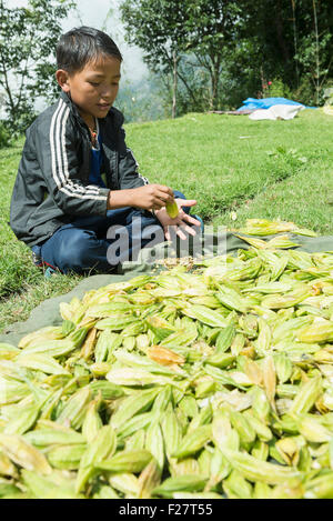 Junge schüttelte die Samen einer Frucht, Nepal Stockfoto