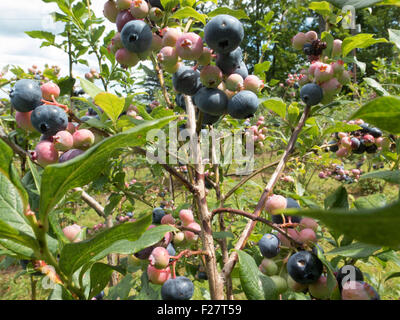 Reihe von Heidelbeeren mit Reife und unreife Beeren wachsen in wählen Sie Ihre eigene Farm in Florida, Massachusetts. Stockfoto