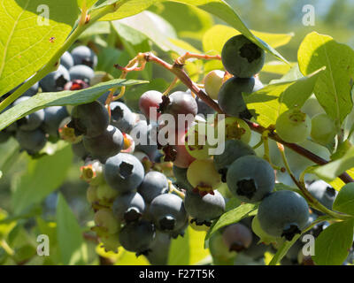 Reihe von Heidelbeeren mit Reife und unreife Beeren wachsen in wählen Sie Ihre eigene Farm in Florida, Massachusetts. Stockfoto