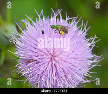 Green Metallic Sweat Biene (Agapostemon) auf Distel Blume Stockfoto