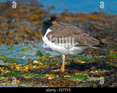 Amerikanischer Austernfischer Ruhe am Strand Stockfoto