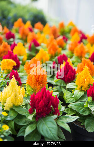 Hahnenkamm-Blumen zum Verkauf im Blumenladen, Augsburg, Bayern, Deutschland Stockfoto