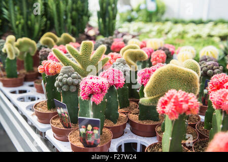 gymnocalycium prochazkianum Gymnocalycium berchtii