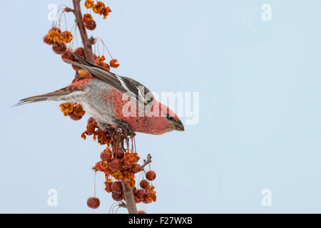 Männliche Kiefer Grosbeak mit Obst Stockfoto