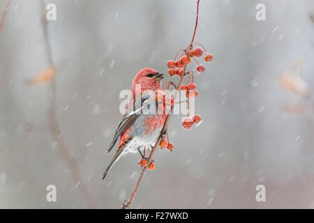 Männliche Kiefer Grosbeak im Schneesturm Stockfoto