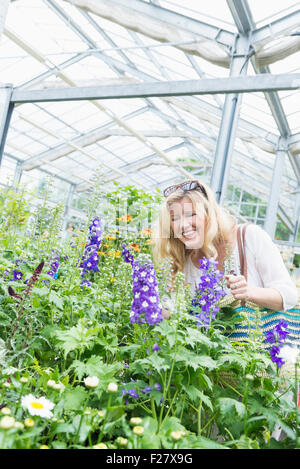 Reife Frau bewundern Hortensie Blume im Garten-Center, Augsburg, Bayern, Deutschland Stockfoto