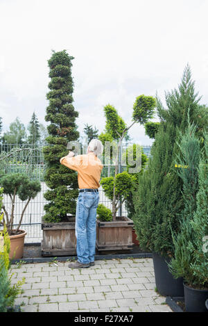 Reifer Mann Prüfung eine Heckenpflanze in Gärtnerei, Augsburg, Bayern, Deutschland Stockfoto